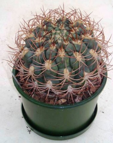 gymnocalycium_saglionis